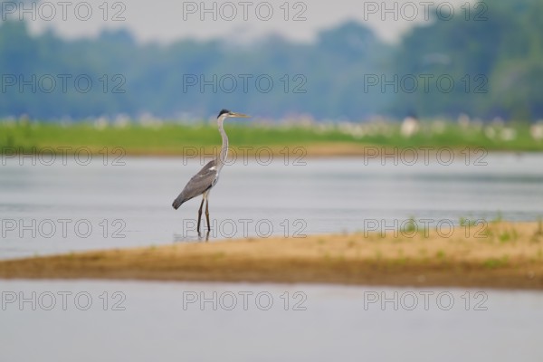 Heron standing peacefully on the shore of a calm body of water, Cocoi Heron (Ardea cocoi), Rio Negro, Pantanal, Mato Grosso, Brazil