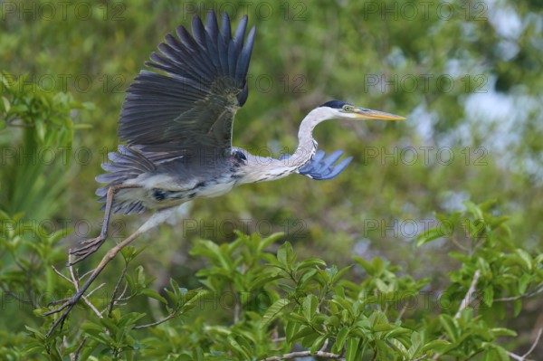 A heron in majestic flight, surrounded by dense greenery, Cocoi Heron (Ardea cocoi), Rio Negro, Pantanal, Mato Grosso, Brazil
