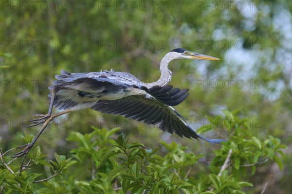Heron hovering elegantly in flight over a lush green forest, Cocoi Heron (Ardea cocoi), Rio Negro, Pantanal, Mato Grosso, Brazil