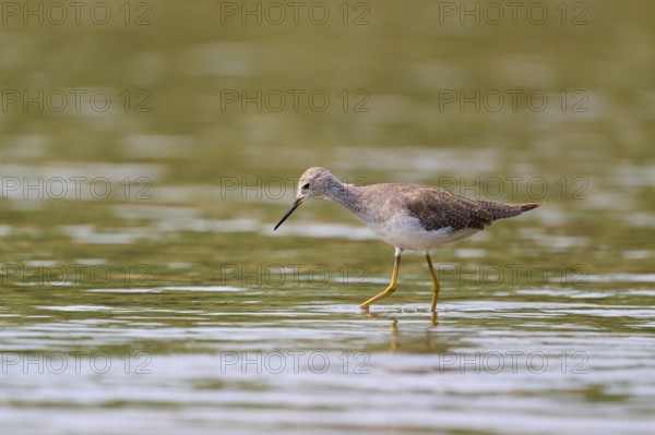 A bird stands in shallow water surrounded by a natural environment, Solitary sandpiper (Tringa solitaria), Rio Negro, Pantanal, Mato Grosso, Brazil