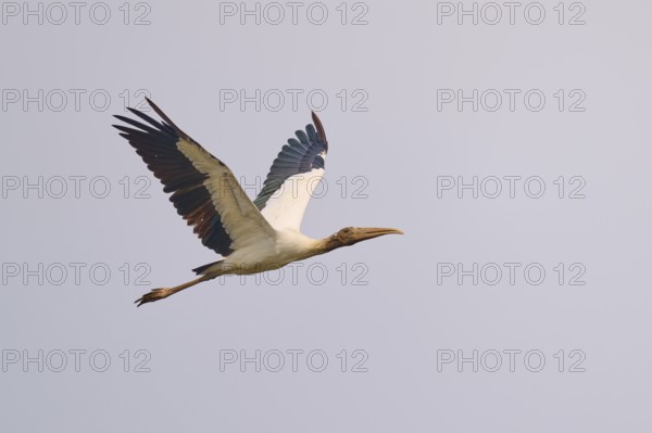 A stork flies majestically through the sky with outstretched wings, wood stork (Mycteria americana), Rio Negro, Pantanal, Mato Grosso, Brazil