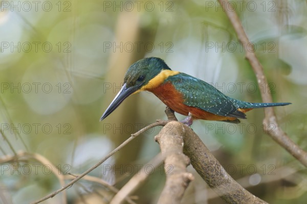 A kingfisher on a branch with a blurred green background in the forest, Red-breasted Kingfisher (Megaceryle torquata), Rio Negro, Pantanal, Mato Grosso, Brazil