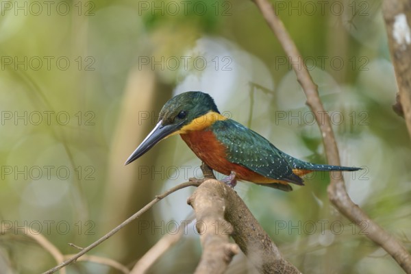 A kingfisher can be seen on a branch with a green background, surrounded by branches, Red-breasted Kingfisher (Megaceryle torquata), Rio Negro, Pantanal, Mato Grosso, Brazil