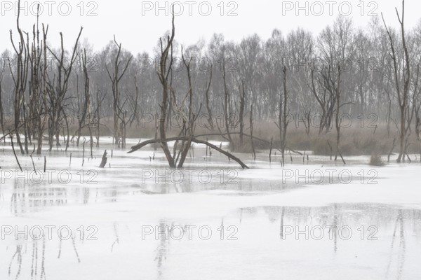 Moorland in fog, Emsland, Lower Saxony, Germany