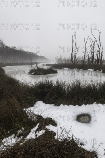 Moorland in fog, Emsland, Lower Saxony, Germany