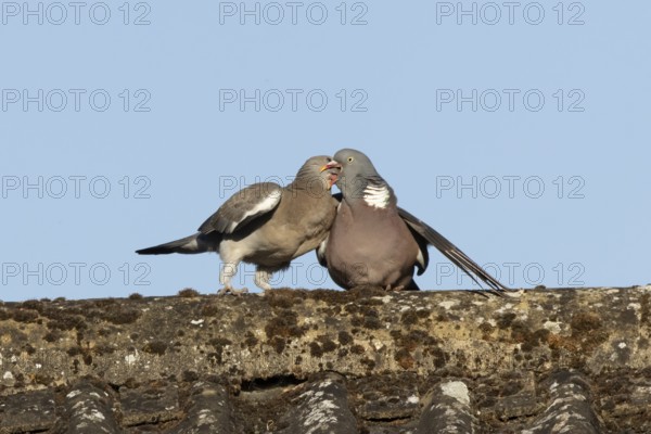 Wood pigeon (Columba palumbus) adult garden bird feeding a juvenile baby squab bird on a house roof in summer, England, United Kingdom