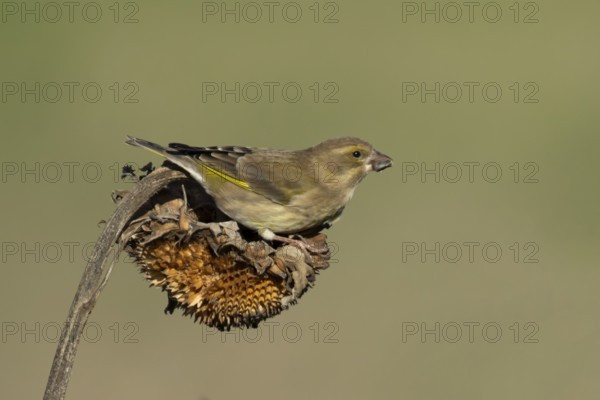 Eurasian greenfinch (Chloris chloris) adult garden bird feeding on sunflower seedhead seeds in winter, England, United Kingdom