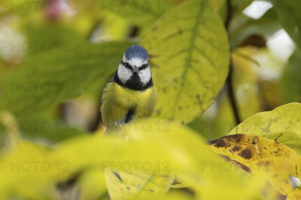 Blue tit (Cyanistes caeruleus) adult garden bird on a magnolia tree branch with autumn colour leaves, England, United Kingdom