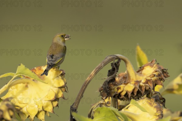 Eurasian greenfinch (Chloris chloris) adult garden bird feeding on sunflower seedhead seeds in autumn, England, United Kingdom