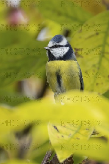 Blue tit (Cyanistes caeruleus) adult garden bird on a magnolia tree branch with autumn colour leaves, England, United Kingdom