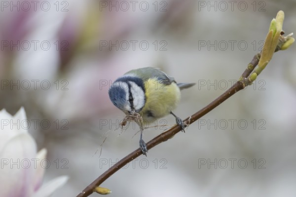 Blue tit (Cyanistes caeruleus) adult garden bird on a magnolia tree branch with spring blossom with nest material in its beak, England, United Kingdom