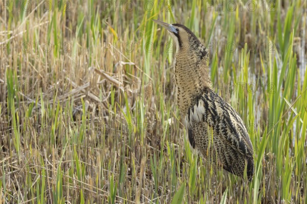 Eurasian or Great bittern (Botaurus stellaris) adult bird in a reedbed in spring, RSPB Minsmere nature reserve, Suffolk, England, United Kingdom