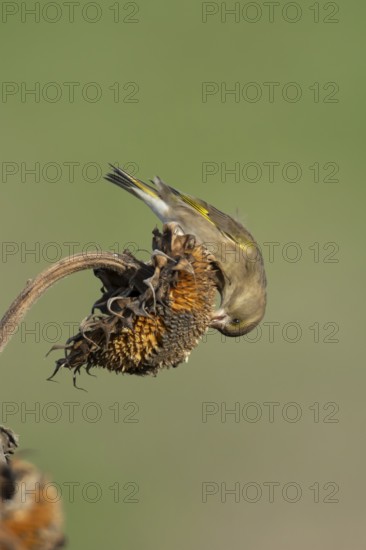 Eurasian greenfinch (Chloris chloris) adult garden bird feeding on sunflower seedhead seeds in winter, England, United Kingdom