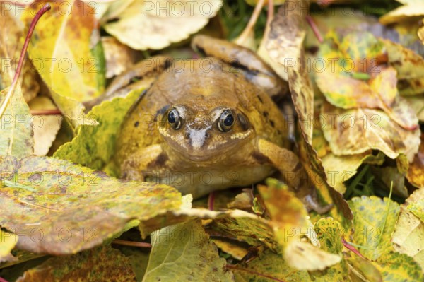 Common frog (Rana temporaria) adult amphibian on fallen autumn leaves in a garden, England, United Kingdom