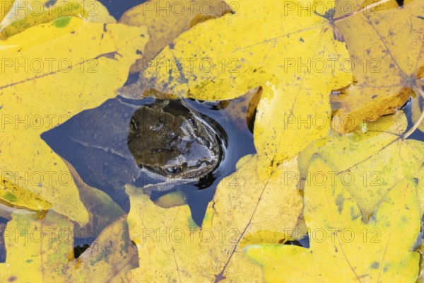 Common frog (Rana temporaria) adult amphibian on the water surface of a pond with fallen autumn leaves, England, United Kingdom