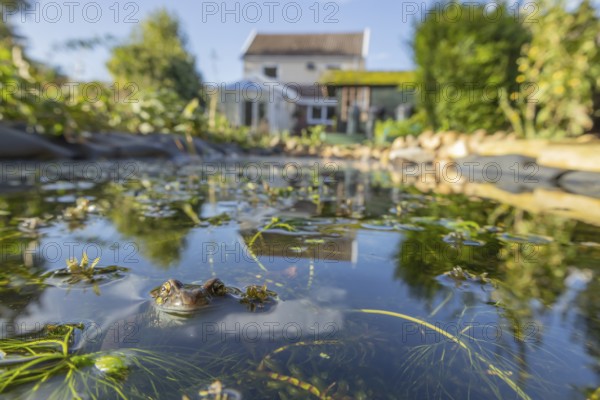 Common frog (Rana temporaria) adult amphibian on the water surface of a garden pond amongst pond weed with an urban house in the background, England, United Kingdom