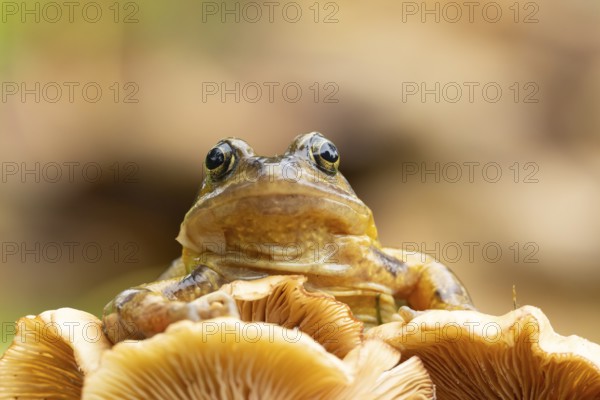 Common frog (Rana temporaria) adult amphibian on a fungi in autumn, England, United Kingdom