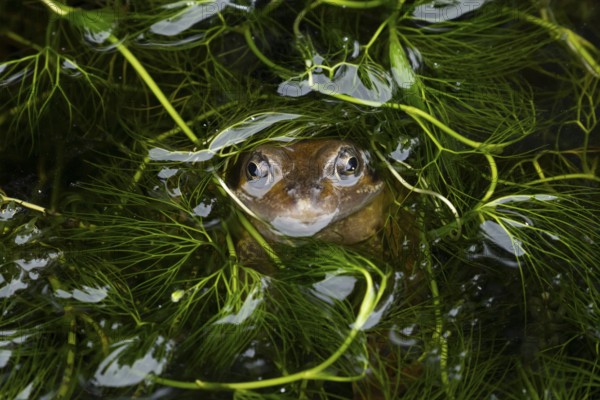 Common frog (Rana temporaria) adult amphibian on the water surface of a pond amongst pond weed, England, United Kingdom