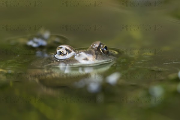 Common frog (Rana temporaria) adult amphibian on the water surface of a pond, England, United Kingdom