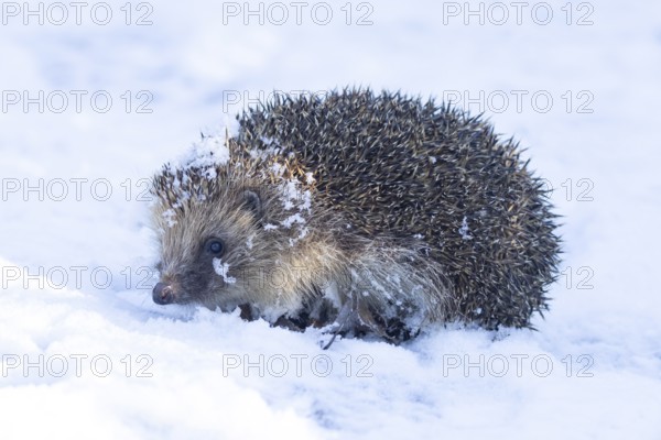 European hedgehog (Erinaceus europaeus) adult animal in a snow covered garden in winter, England, United Kingdom