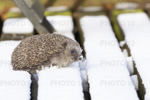 European hedgehog (Erinaceus europaeus) adult animal walking on snow covered garden wooden decking in winter, England, United Kingdom