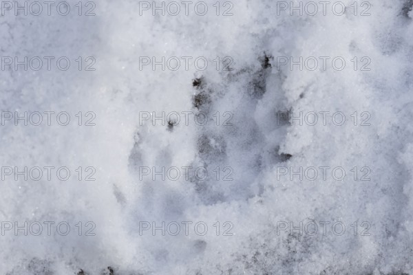 European hedgehog (Erinaceus europaeus) adult animal foot print in snow in winter, England, United Kingdom