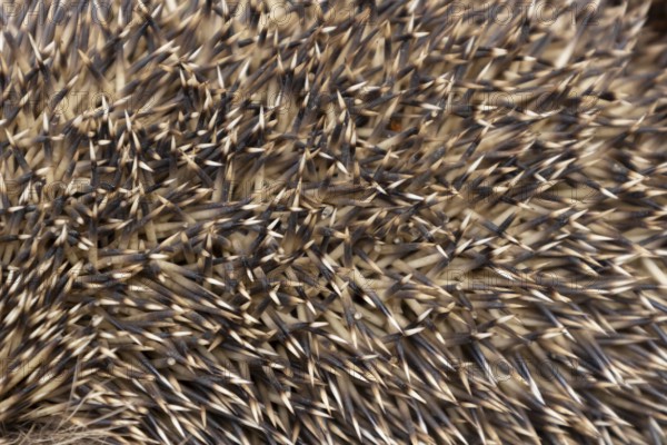 European hedgehog (Erinaceus europaeus) adult animal close up of its spines, England, United Kingdom