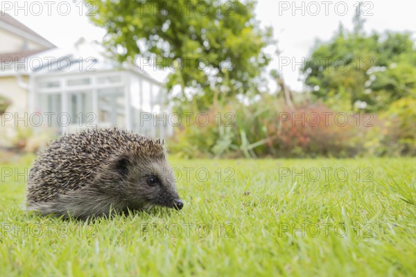 European hedgehog (Erinaceus europaeus) adult animal on a garden grass lawn with a house in the background in summer, England, United Kingdom
