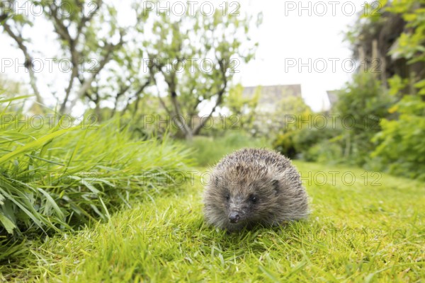 European hedgehog (Erinaceus europaeus) adult animal on a garden grass lawn next to a patch of long grass in summer, England, United Kingdom