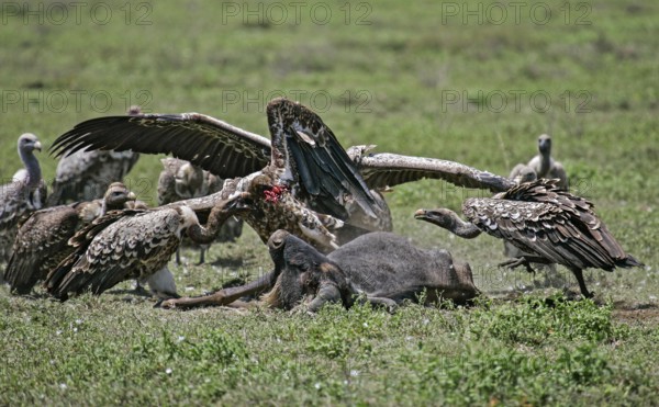 Barred vulture (Gyps rueppellii), group of several birds fighting and feeding on the carcass of a blue wildebeest (Connochaetes taurinus), Serengeti, Tanzania