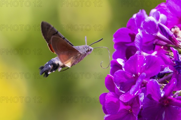 Pigeon tail (Macroglossum stellatarum), close-up, flying and hovering with long, unfurled proboscis and open wings in front of a purple flowering garden flower, Hesse, Germany