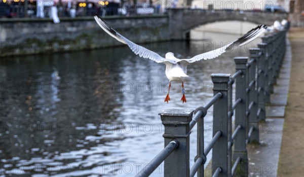 Seagulls on the railing on the banks of the Spree in Berlin Mitte, Germany