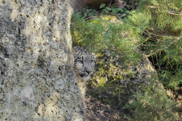 Perfect camouflage. A snow leopard (Panthera uncia) sits next to a rock in hilly terrain, blending in with its surroundings. Captive
