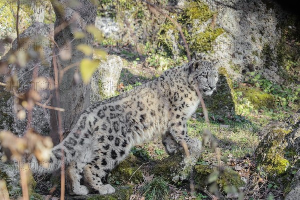 A snow leopard (Panthera uncia) runs along a mountainside between rocks and trees on a sunny day. Captive