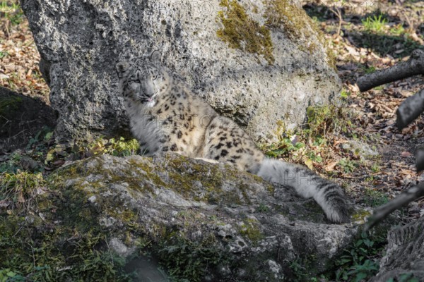 Perfect camouflage. A snow leopard (Panthera uncia) rests on a rock in hilly terrain, blending in with its surroundings. Captive