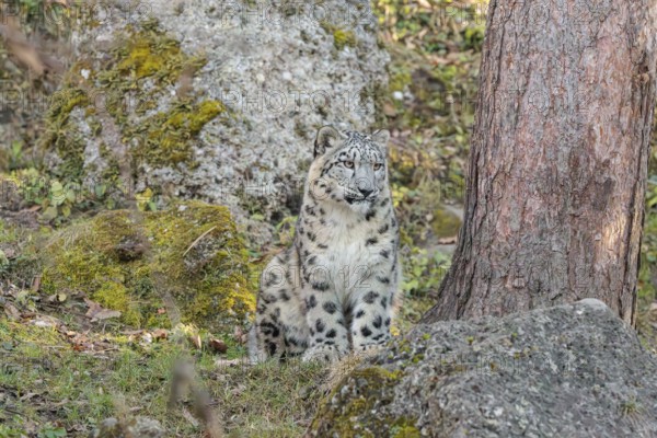 A snow leopard (Panthera uncia) sits on a sunny day between rocks next to a tree on hilly terrain, surrounded by green vegetation. Captive