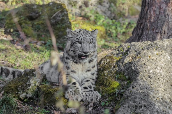 A snow leopard (Panthera uncia) rests on a rock in hilly terrain, surrounded by green vegetation. Captive