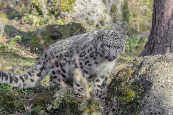A snow leopard (Panthera uncia) stands on a rock next to a tree in hilly terrain on a sunny day. Captive