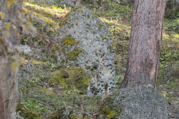 A snow leopard (Panthera uncia) stands on a sunny day between rocks next to a tree on hilly terrain, surrounded by green vegetation. Captive