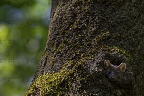 A young pine marten (Martes martes) looks curiously out of a tree hollow, animal children, cute, cute, Germany
