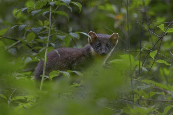 This young pine marten (Martes martes) has probably only recently started hunting on its own, baby animals, cute, cute, Germany