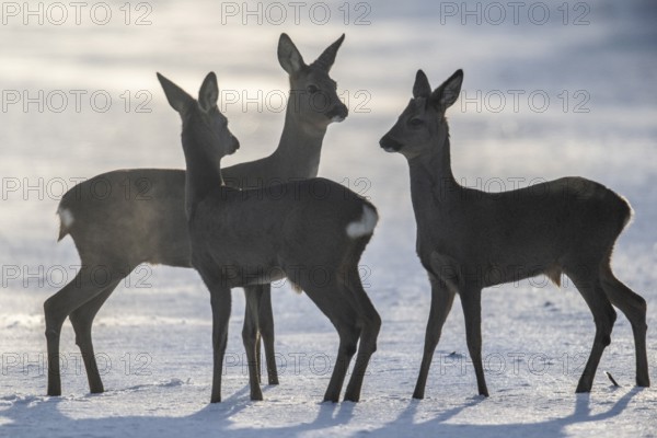 Roe deer (Capreolus capreolus) in the snow, Emsland, Lower Saxony, Germany