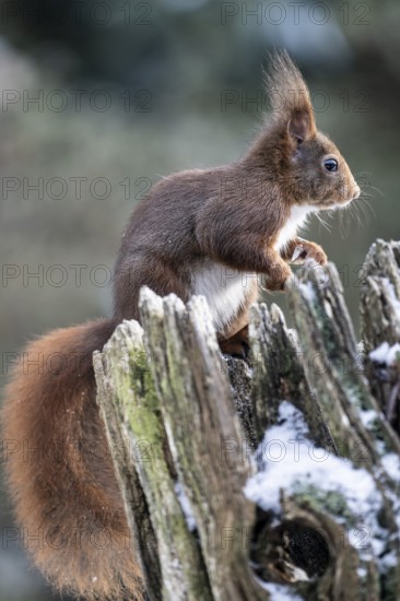 Squirrel (Sciurus vulgaris), Emsland, Lower Saxony, Germany