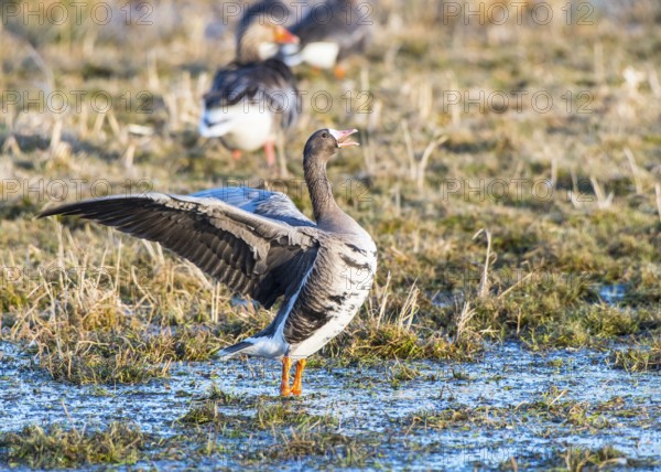 White-fronted goose (Anser albifrons) with spread wings on a wet meadow with other birds, Dümmer nature park Park, Lower Saxony, Germany