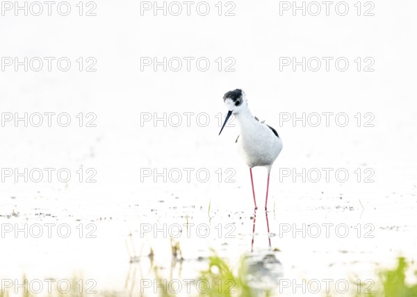 A black-winged Black-winged Stilt (Himantopus himantopus) walks elegantly in the water, its silhouette reflected in the water, high key image in white surroundings Dümmer nature park Park, Lower Saxony, Germany