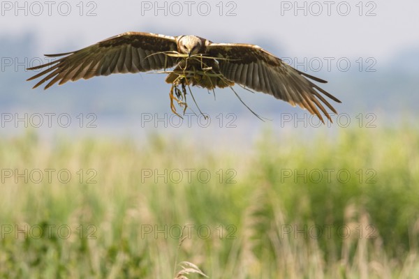 A female marsh harrier (Circus aeruginosus) with outstretched wings flying with twigs in her talons, Dümmer nature park Park, Lower Saxony, Germany