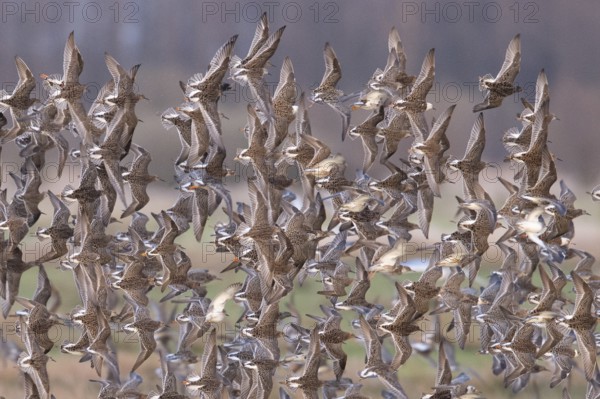 Large flock of ruff (Calidris pugnax) in flight over a grassy landscape, Dümmer nature park Park, Lower Saxony, Germany