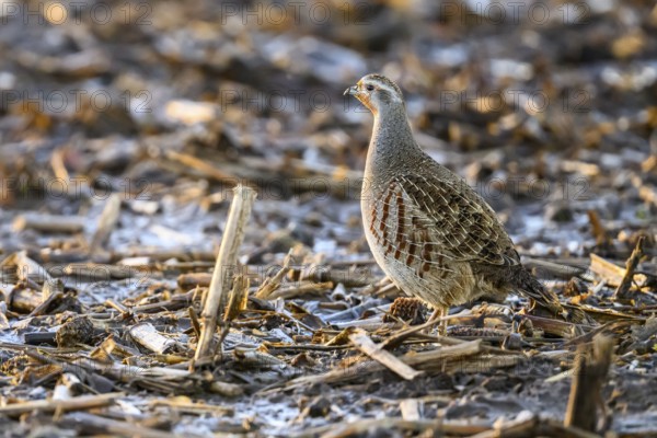 A grey partridge (Perdix perdix) stands on a ground covered with maize stubble in the cold season, Dümmer nature park Park, Lower Saxony, Germany