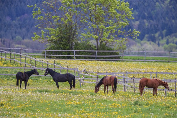 Horses (Equus caballus) on paddock, four riding horses standing together and eating on yellow flowering, large pasture with dandelion (Taraxacum officinale) in spring, Odenwald, Hesse, Germany