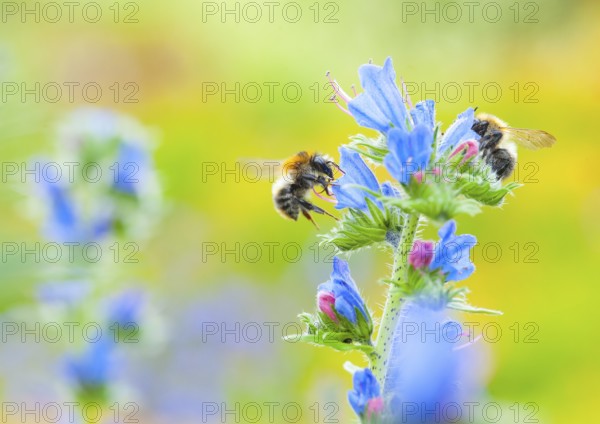 Common viper's bugloss (Echium vulgare) with garden bumblebee (Bombus hortorum) flying, collecting, nature garden of the nature conservation centre Hüde, Lemförde, Lower Saxony, Germany